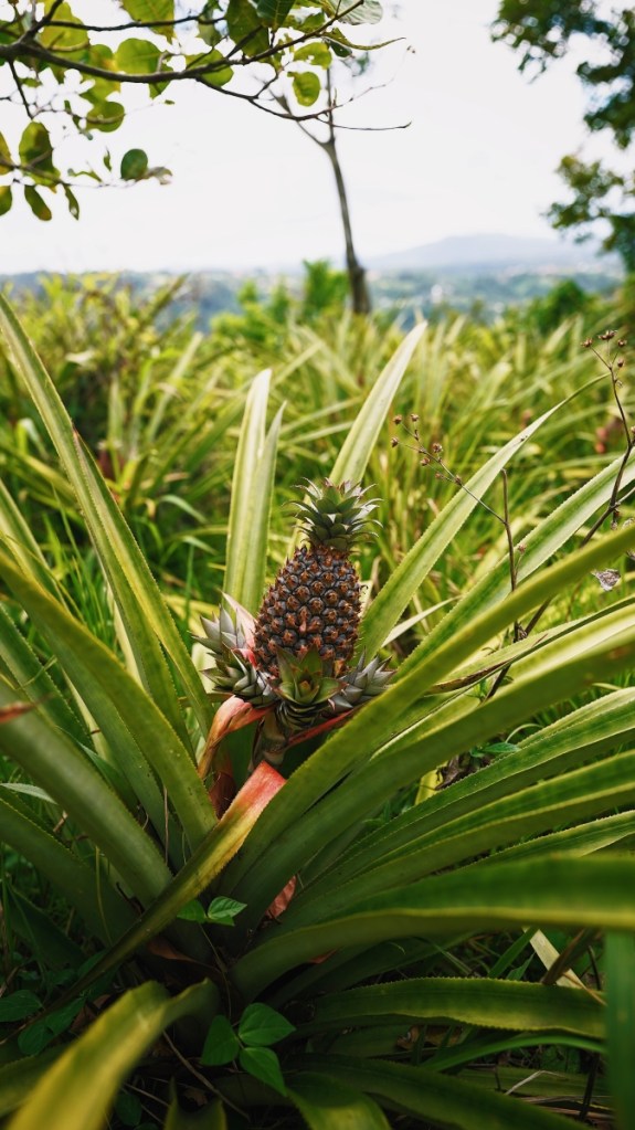 Wild wachsende Ananas am Wegesrand