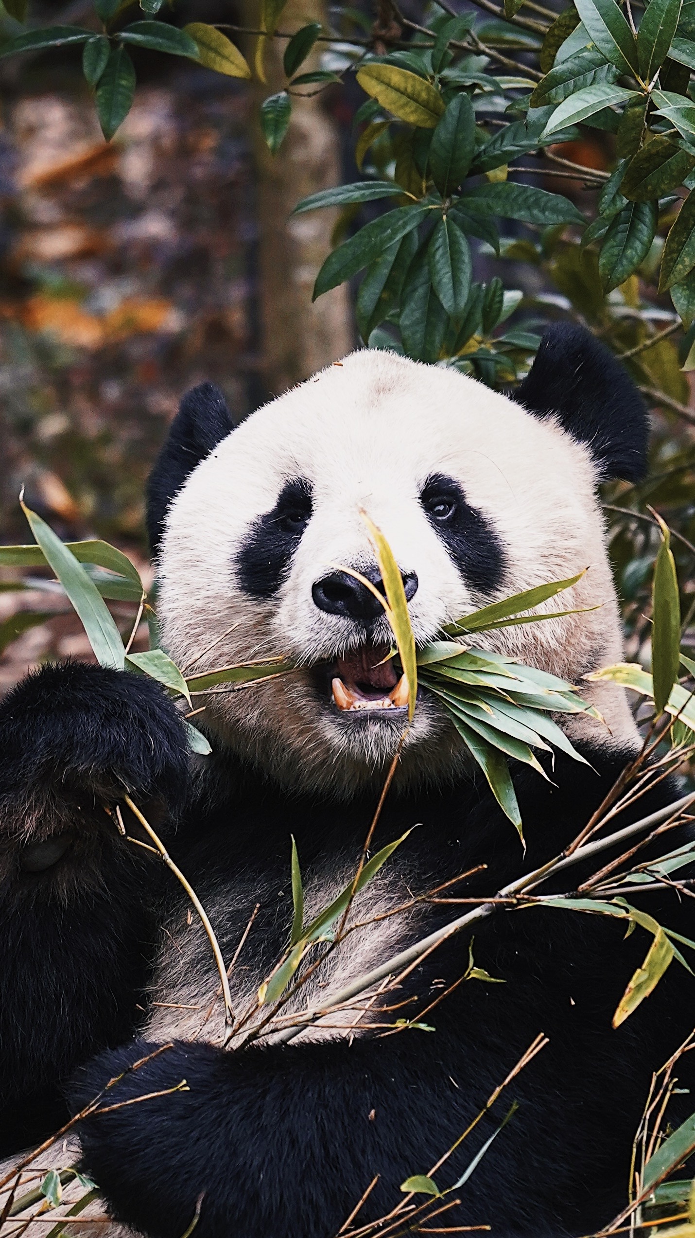 Auf der Suche nach Pandas in Chengdu